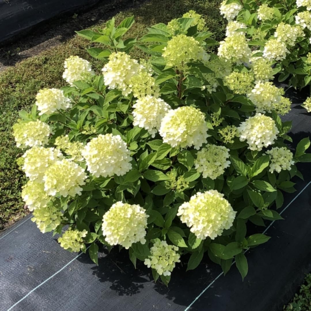 2 Lime Hydrangea Plant Live Rooted Cutting, Hydrangea Tree Live Plant for Planting, 1 to 2 Feet Tall