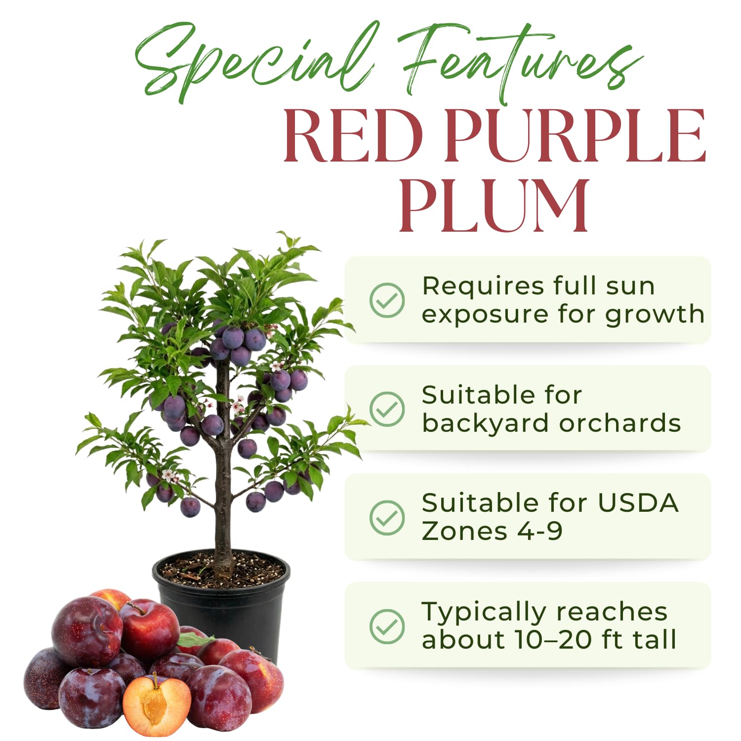 Santa Rosa Plum Tree Live Plant, 2-3 Feet Tall in 3 Gallon Pot, Plum Plant Large Fruit, Cold Hardy, Well-Rooted Fruits Tree, Outdoor Growing, No Ship to CA