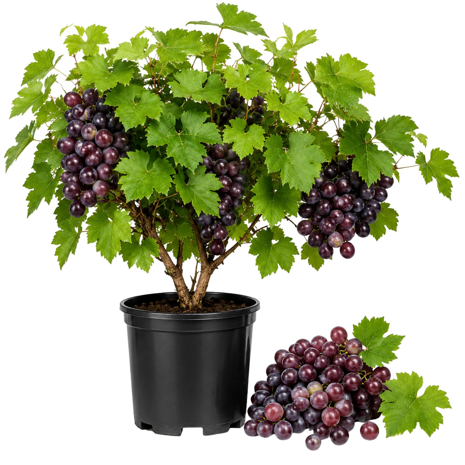 Purple Muscadine Grape Vine Live Plant, Sweet Grape for Trellis 20-24 Inches in Gallon Pot, Hardy Live Fruit Vine for Patio, Container and Backyard Gardens