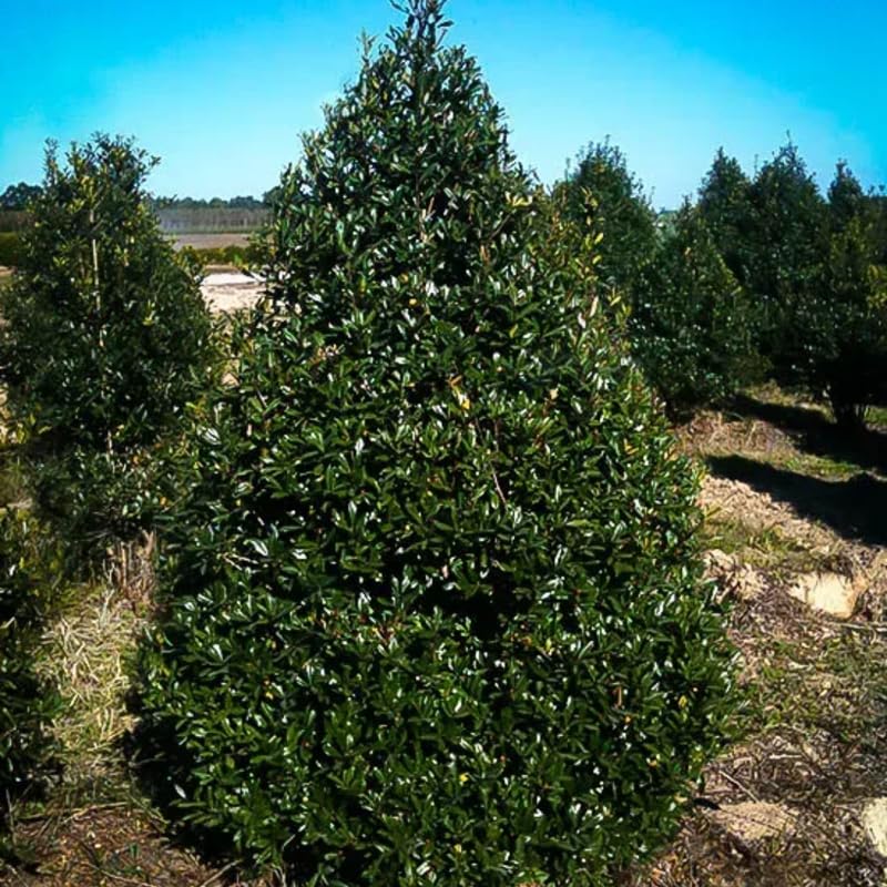 Narrow Holly Tree Live Plant in Quart Pot, Elegant Plant for Landscapes,Yard, Outdoor Planting, Dormant in Winter, Fast Growing Shrub Hardy
