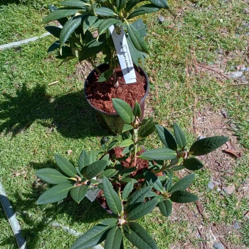 Blue Rhododendron Plant Live, Azalea Plants, Rhododendron Azalea Bushes Ready to Plant, Full Sun Outdoor Plants