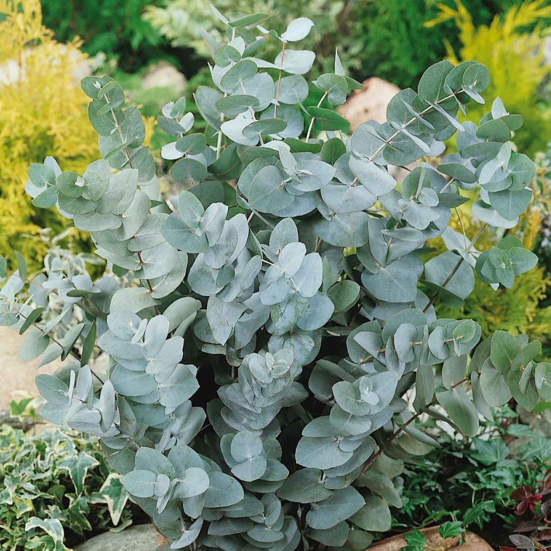 Set of 3 Baby Blue Eucalyptus Trees Live Plants Bushes for Containers and Landscapes, Easy-Care, Starter Size, 3.5 to 6 Inc Tall, No Pot, Fragrant, Cold Hardy