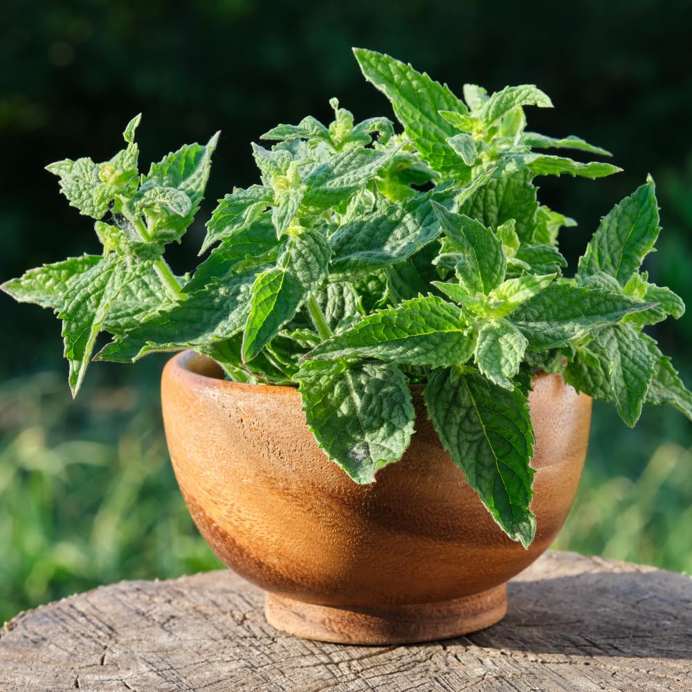 3 Lemon Balm Mint Herb, Lemon Balm Plants Live for Home Garden Indoor Outdoor, 4-6" Tall Well Rooted