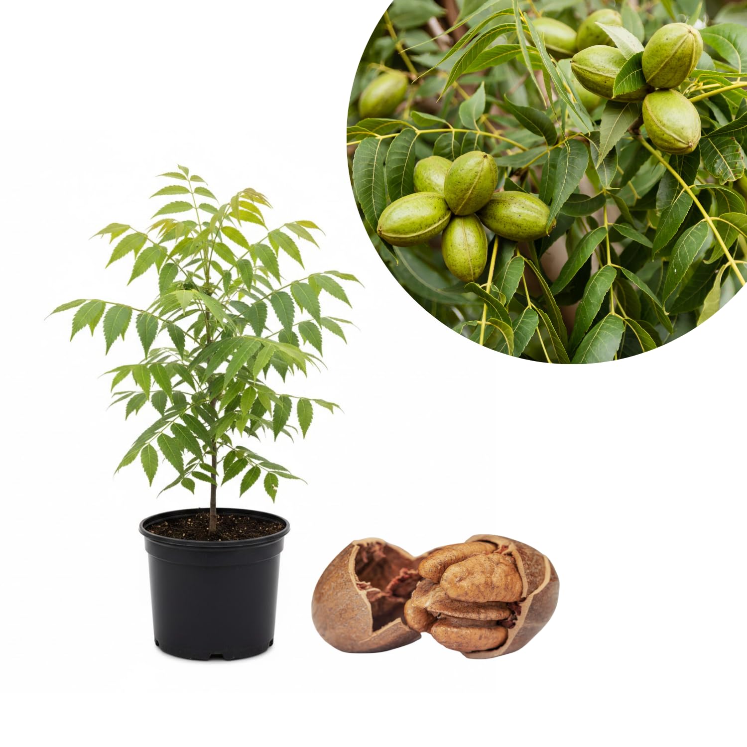 Pecan Tree Plant Live 1.5-2.5 Feet Tall, 2 Year-Olds Pecan Nut Tree Fully Rooted, Outdoor Planting