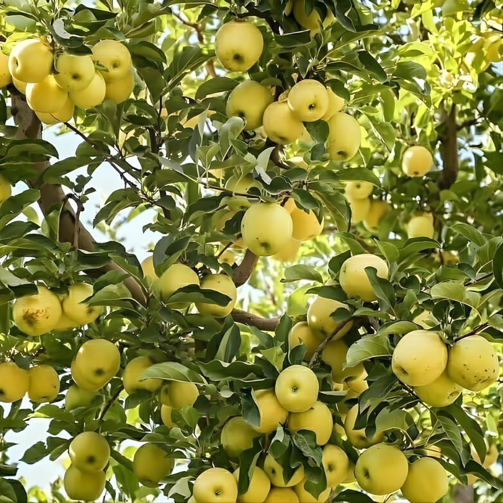 Apple Plant Live, Sweet Apple Plant in 3 Gal, 3-4 Feet Tall, Apple Fruit Tree Outdoor Garden, No Ship to CA (Golden Delicious Apple)