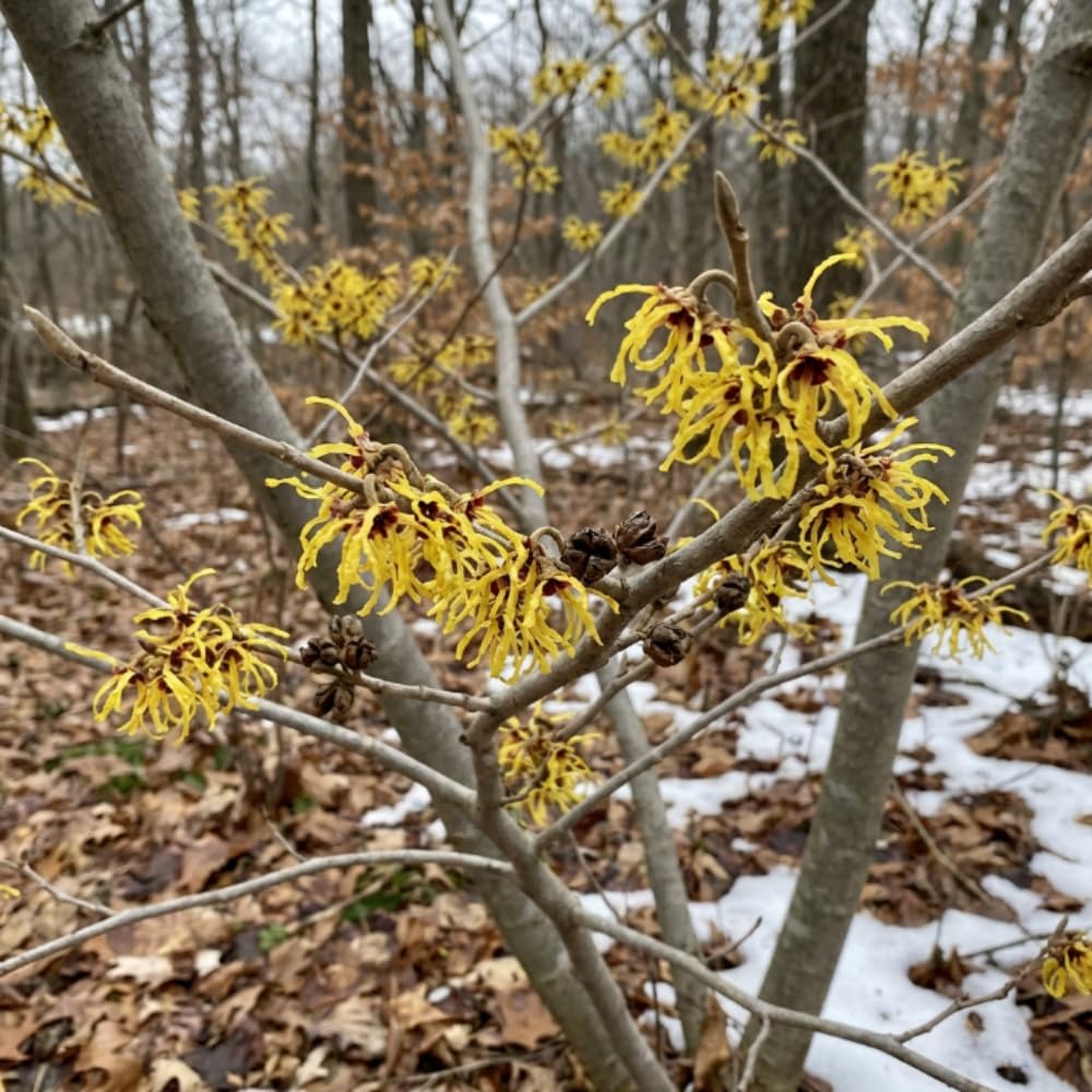 Witch Hazel Plant, Hazel Tree, 2-3 Feet Tall, Fragrant Yellow Blooms, Hardy Outdoor Shrub for Garden and Landscaping