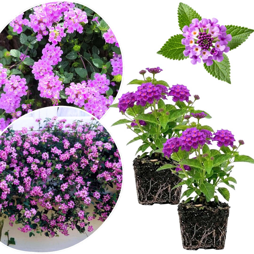 2 Lantana Plants Live, Lantanas Live Plants for Planting Indoor Outdoors, Perennial Flowers, 4-9 Inch Tall Well-Rooted (Purple Lantana)
