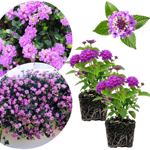 2 Lantana Plants Live, Lantanas Live Plants for Planting Indoor Outdoors, Perennial Flowers, 4-9 Inch Tall Well-Rooted (Lavender Lantana)