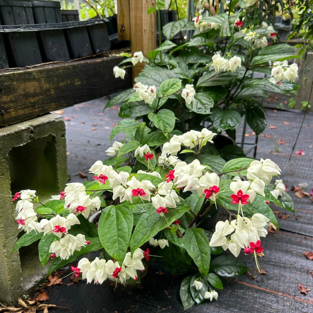 Set 2 Bleeding Heart Live Plants, Perennial Flowering Vine Plants, Fully Rooted 4-6 Inches, Containers and Garden Planting (White Bleeding Heart Vine)