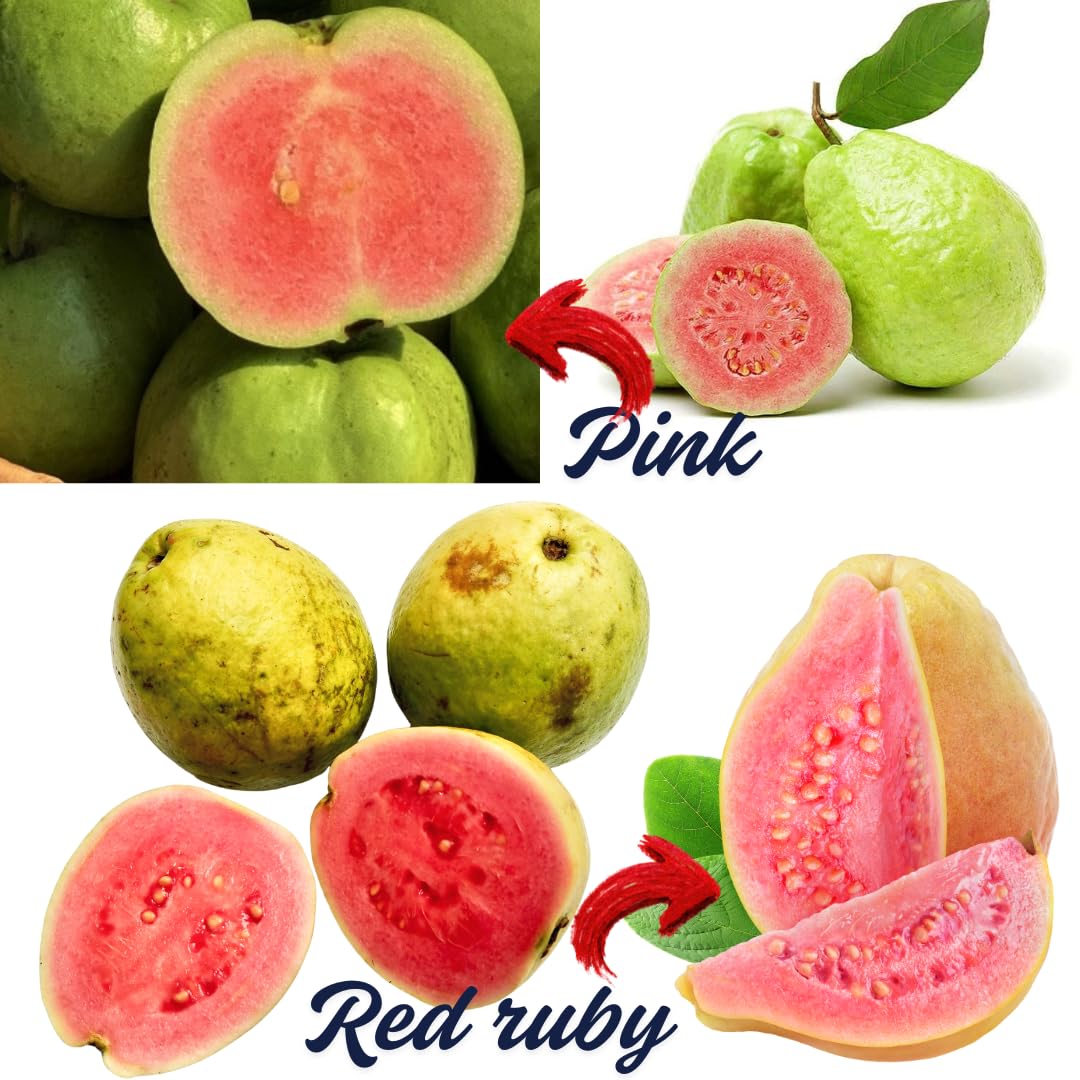 2 Pink Guava Trees Live Plants for Outdoor Planting, 4 to 6" Starter Plant, Fragrant and Sweet Guava