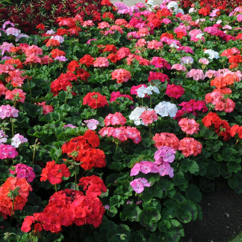 Set 2 Geranium Plants Live, 4-9 Inches Tall, Hardy Flowering Geraniums for Garden or Pots, Fragrant Perennial Blooms (Mixed Geranium)