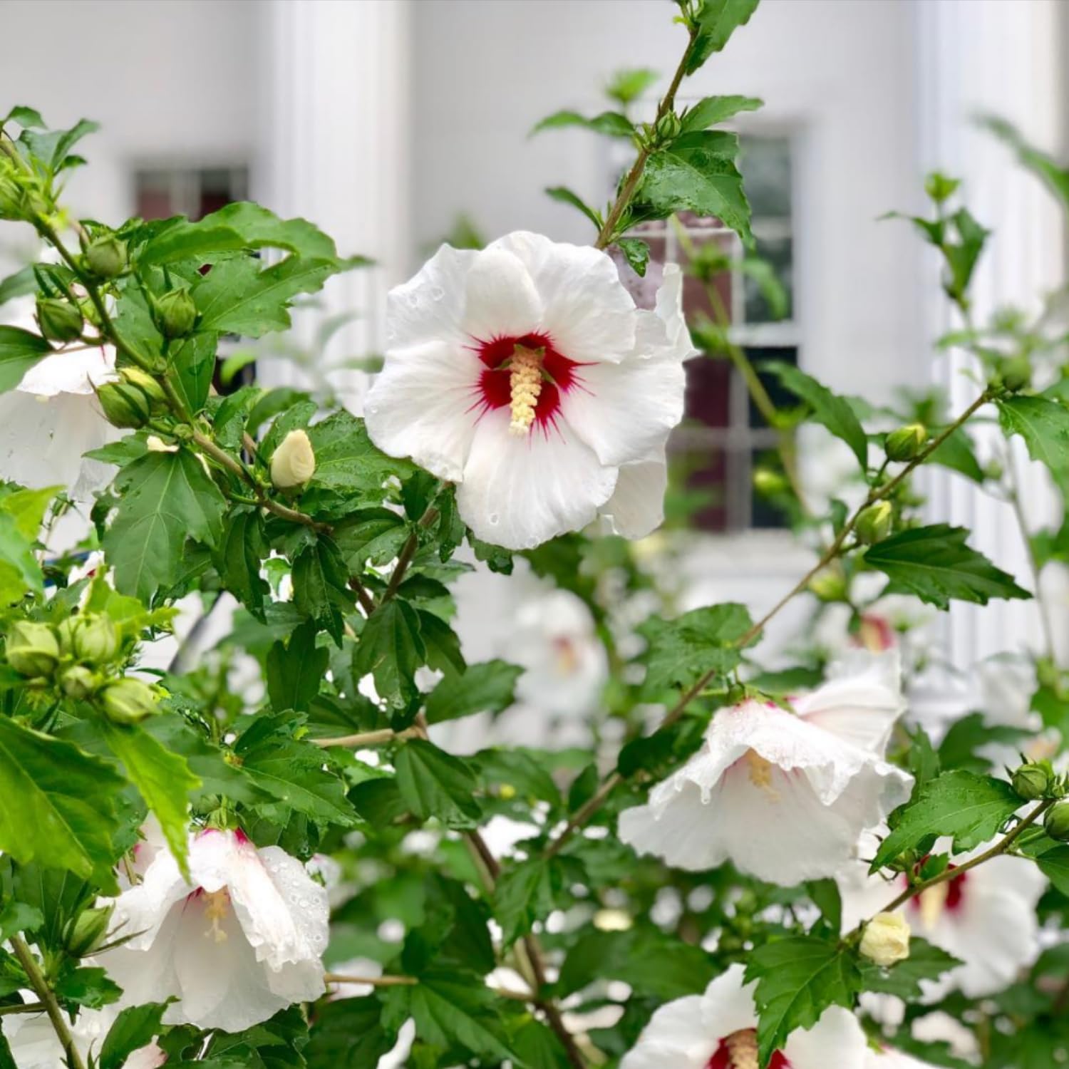 White Red Rose of Sharon Plant, Althea Hibiscus Flower 1.5-2.5 Feet Tall, Vibrant Althea Bloom for Outdoor