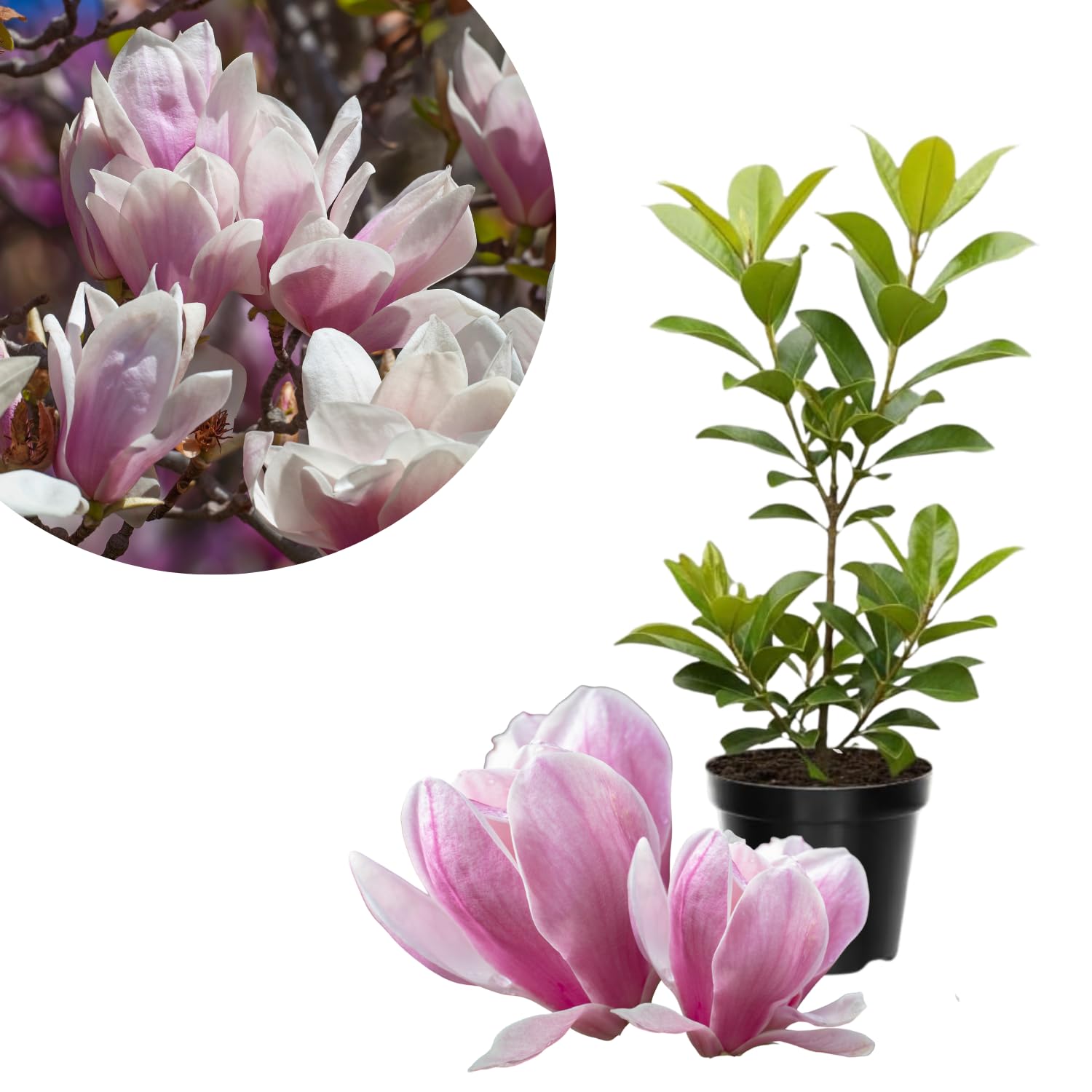 Saucer Magnolia Tree Live Plant in 4-8 Inches, Fragrant Spring Blooms, Hardy Perennial Magnolia Flowers Potted Ready to Grow, Winter Dormant