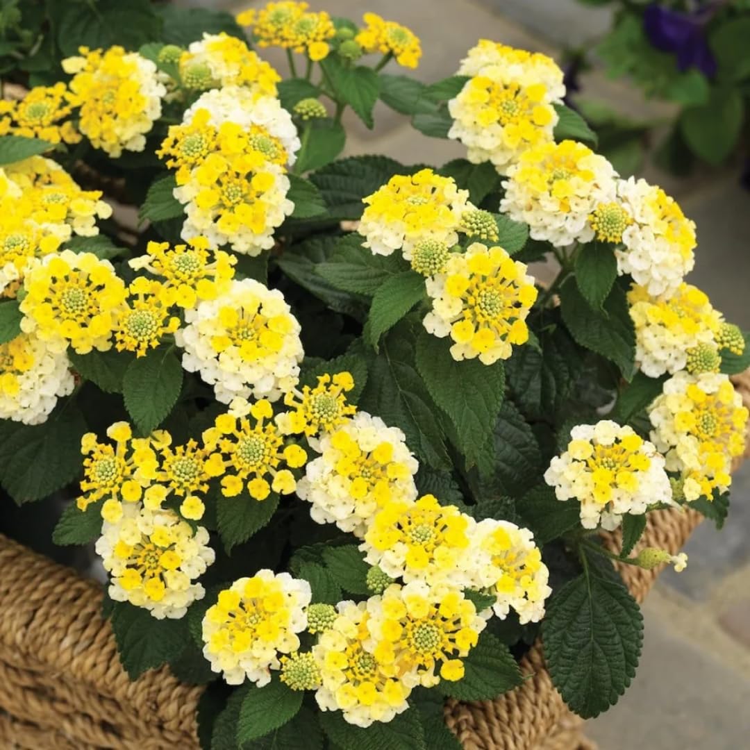 Set 4 Assorted Lantana Plants Live, Lantana Live Plants for Planting, 4 to 6 Inc Tall, Trailing Hanging Basket Plant