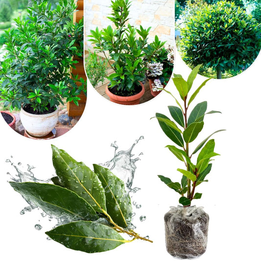 Bay Leaf Plant Live, 4-8" Tall, Laurus Nobilis Herb Plant, Fragrant Bay Laurel Tree for Outdoor Planting