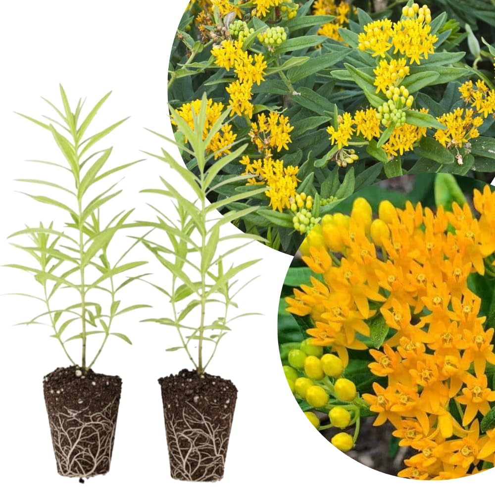 Set 2 Yellow Milkweed Plants Live, 5-8" Tall Perennial Butterfly Milkweed Plants, Well Rooted, Asclepias Tuberosa Live Plant