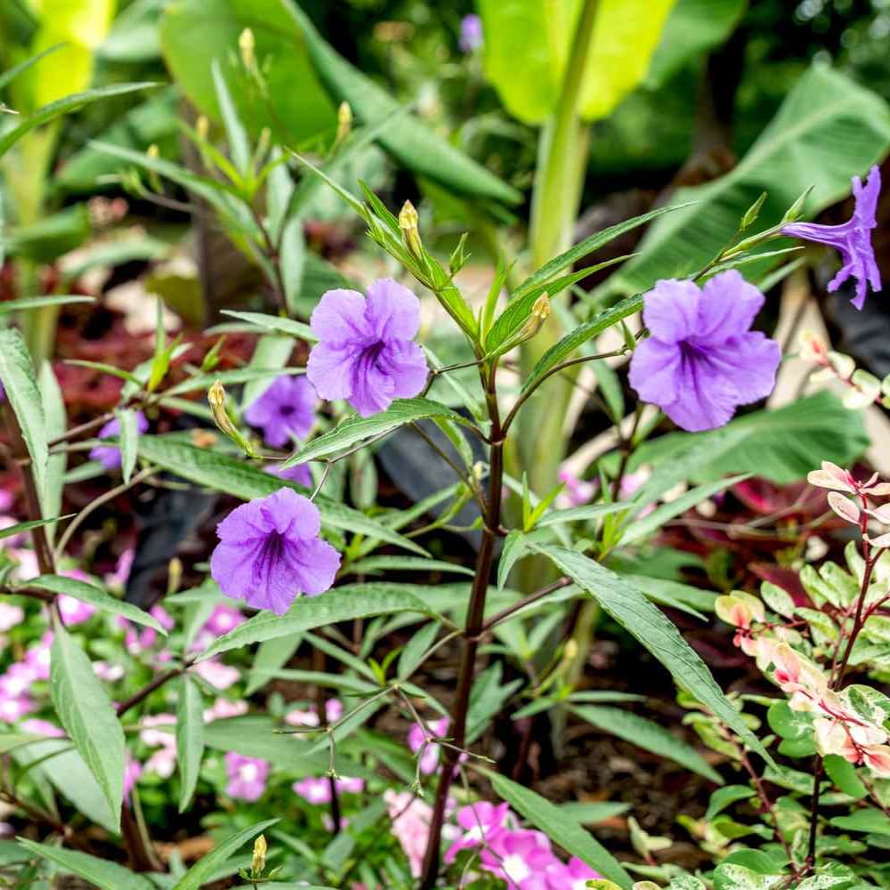 5 Purple Mexican Petunia Live Plants, Petunia Plants Live Flowering Perennial to Grow Outdoor Plants, 4-9 Inch Tall