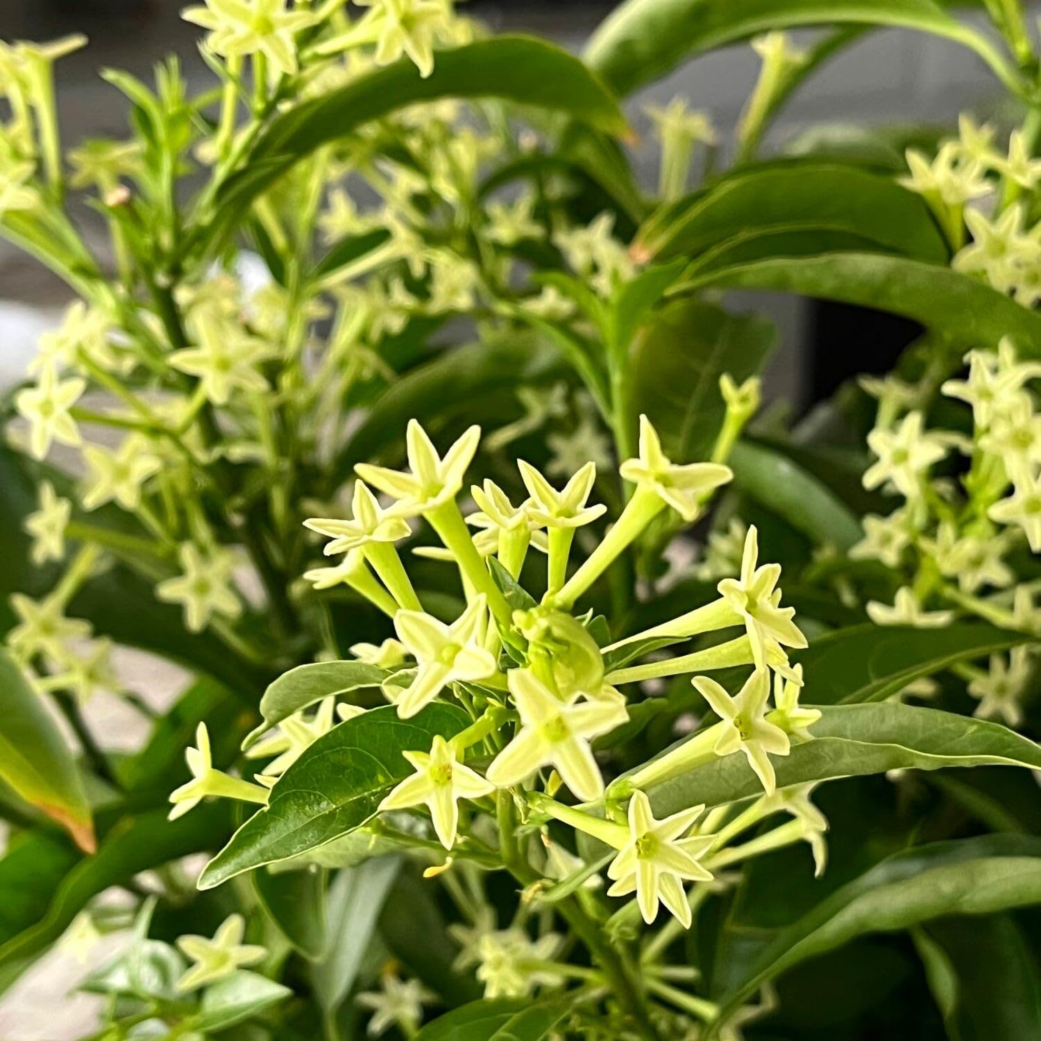 Jasmine Plants Live, Set 3 of Night Blooming Jasmine Live Plants, Cestrum Nocturnum Plant Live 5 Inches to 7 Inches Long