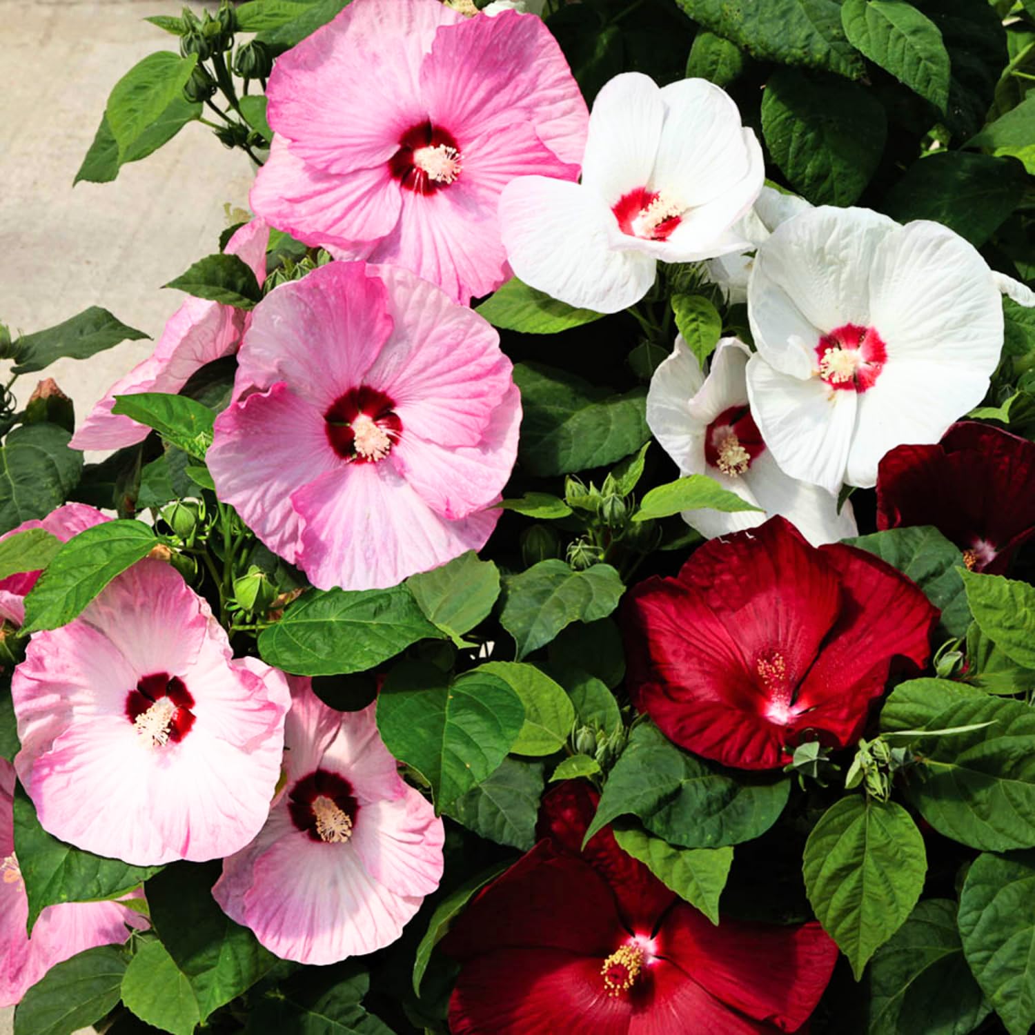 Set 2 Hibiscus Plants Live, Hardy Hibiscus Tree Live Plant, 5-9 Inch Tall, Hibiscus Flowers Plant to Grow (Mix Hibiscus)
