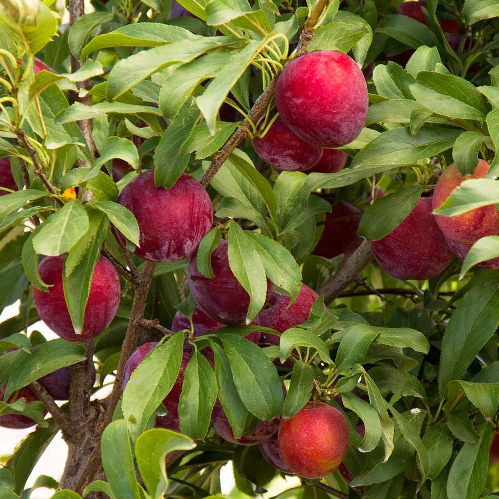 Santa Rosa Plum Tree Live Plant, Rosa Plum Plant Live in 3 Gallon Pot, 3 Feet Tall, Well Rooted, Tropical Fruit Tree for Outdoor Garden, No Ship to CA
