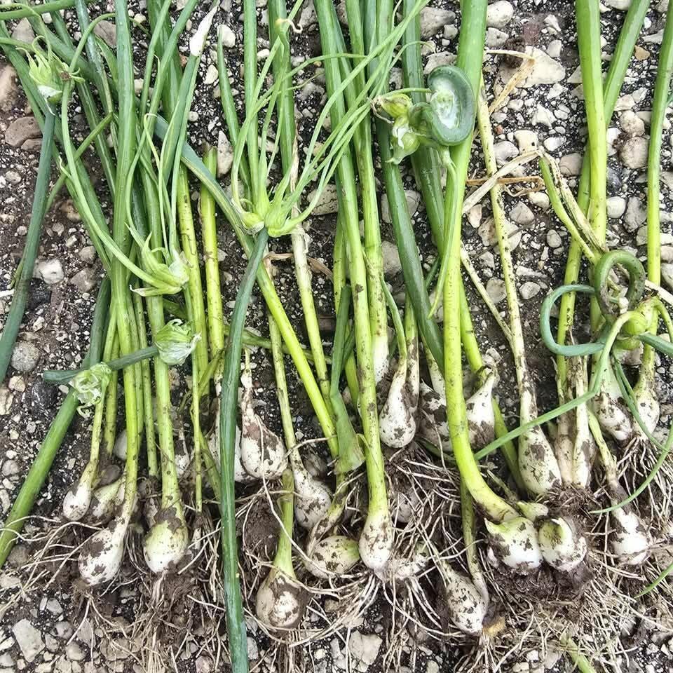 10 Walking Onion Bulbs Topset for Planting Outdoors, Easy to Plant