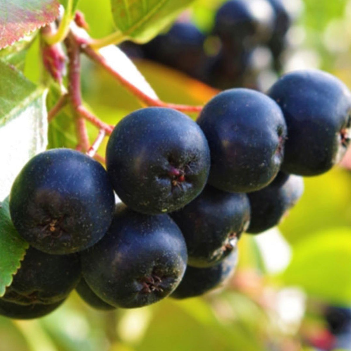Black Chokeberry Plant Live 6-12 Inch Tall