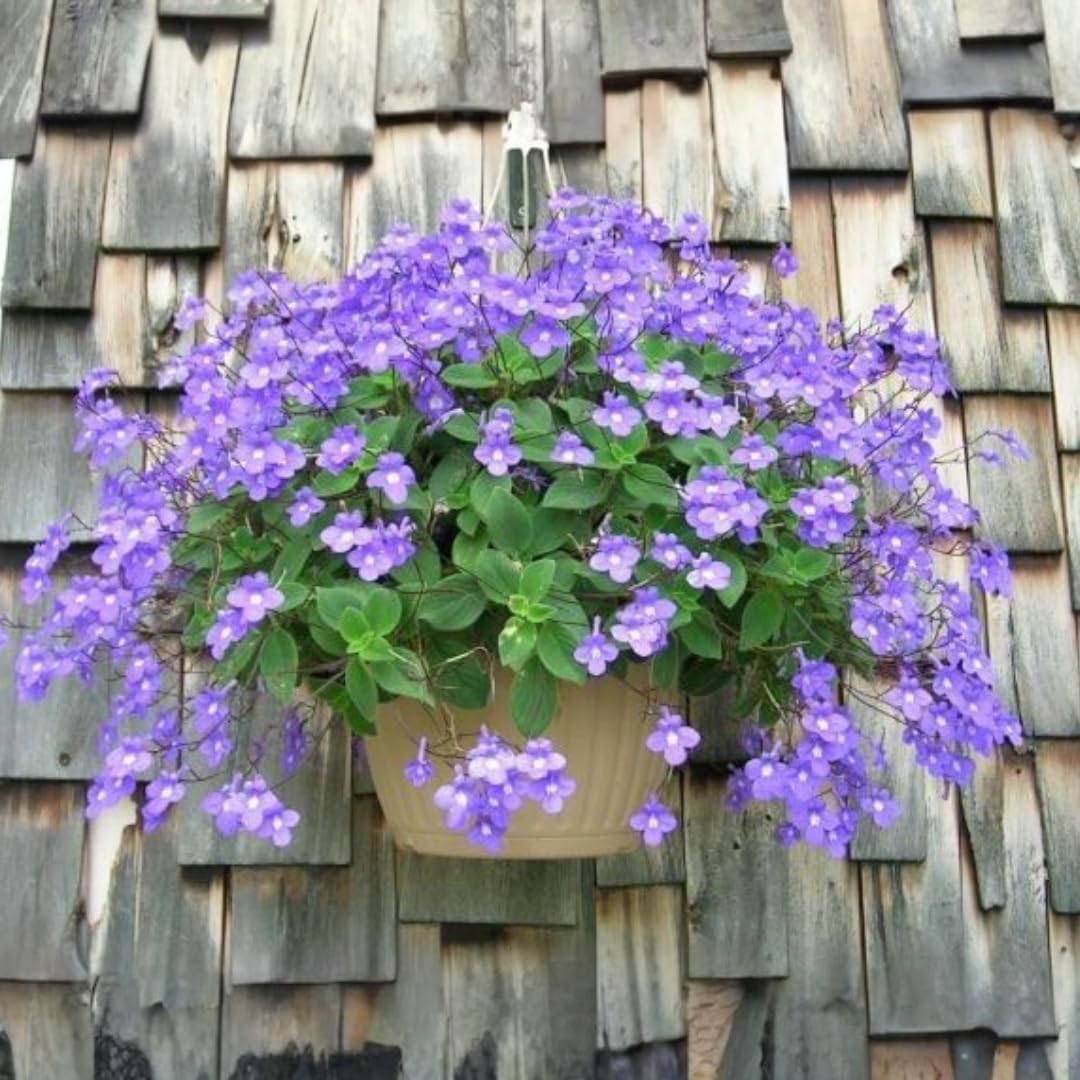 Pack 4 Concord Blue Streptocarpella Plants Live for Spring Gardening, Containers, Hanging Baskets, Size 4 to 7 Inches Tall
