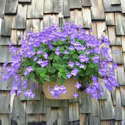 2 Concord Blue Streptocarpella Plants Live for Planting, Indoor Outdoor Spring Gardening, Size 4-6" in Tall