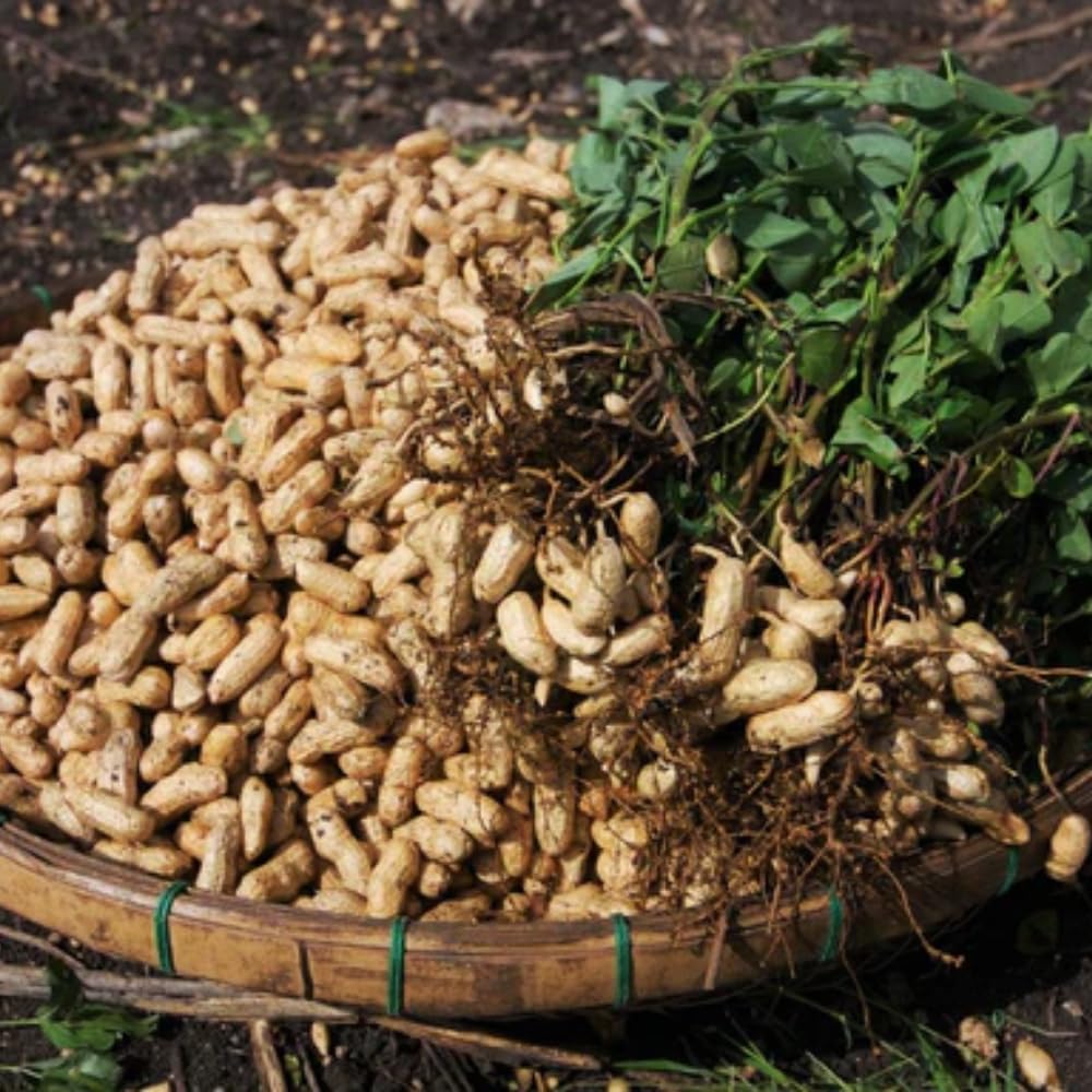 40 Jumbo Virginia Peanut for Outdoor Planting, Perfect for High-Yielding Peanuts Home Garden and Outdoor Growing