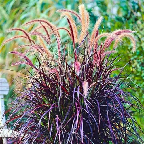 2 Fountain Grass Plants Live, Tall Ornamental Perennial Grass for Landscaping, 5-9 Inch Height Well Rooted to Grow (Purple Fountain Grass)