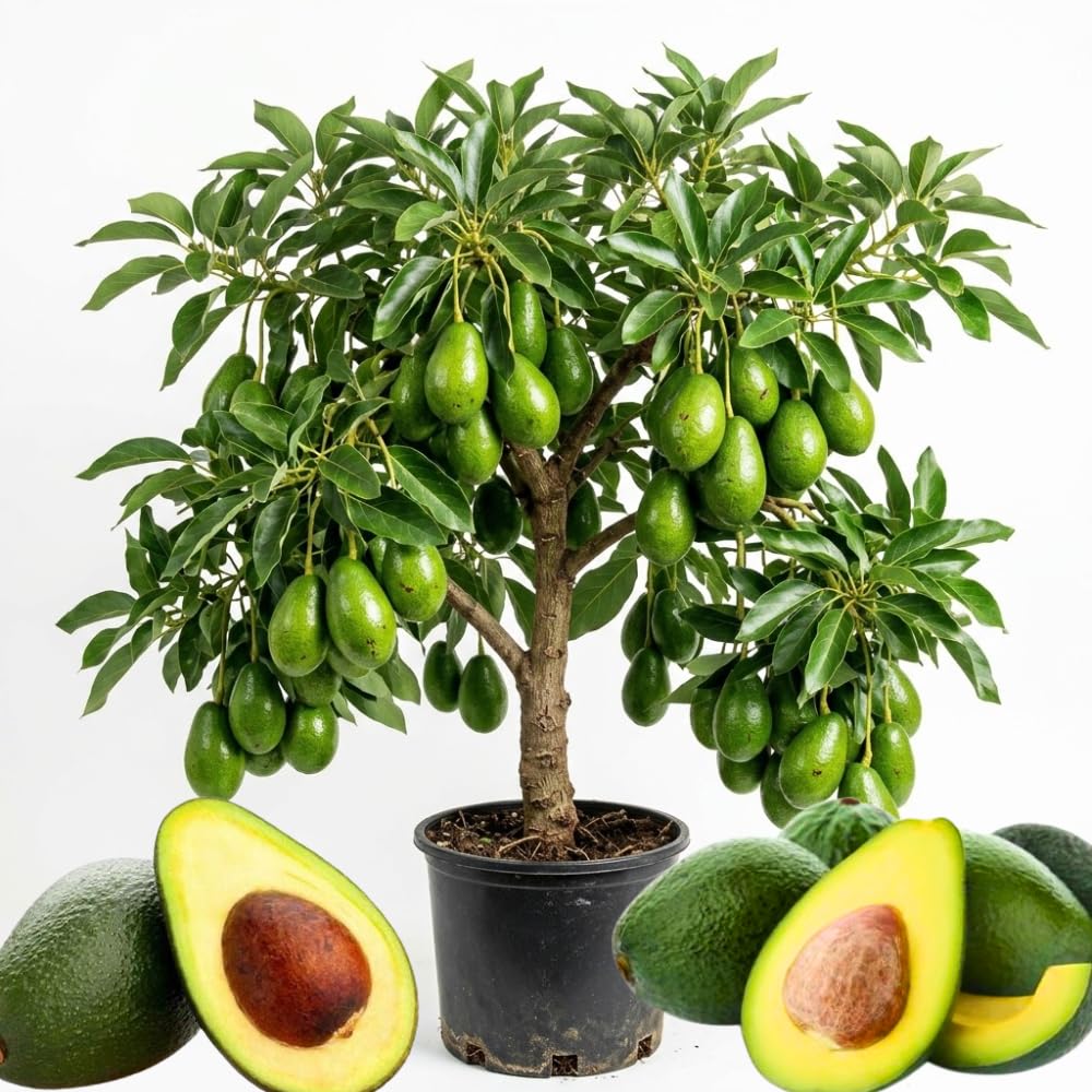 Long Green Avocado Plant Live, Avocado Fruit Tree in 3 Gallon Pot, Cold Hardy Avocado Plant for Container or Garden, 1-2 Feet Tall, No Ship to CA
