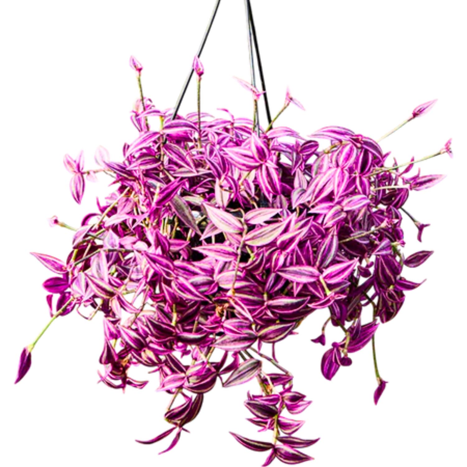 Set 2 Tradescantia Wandering Jew Live Plants, in 3.25" Pots, Pink Paradise Tradescantia Plants, Colorful Indoor Houseplant