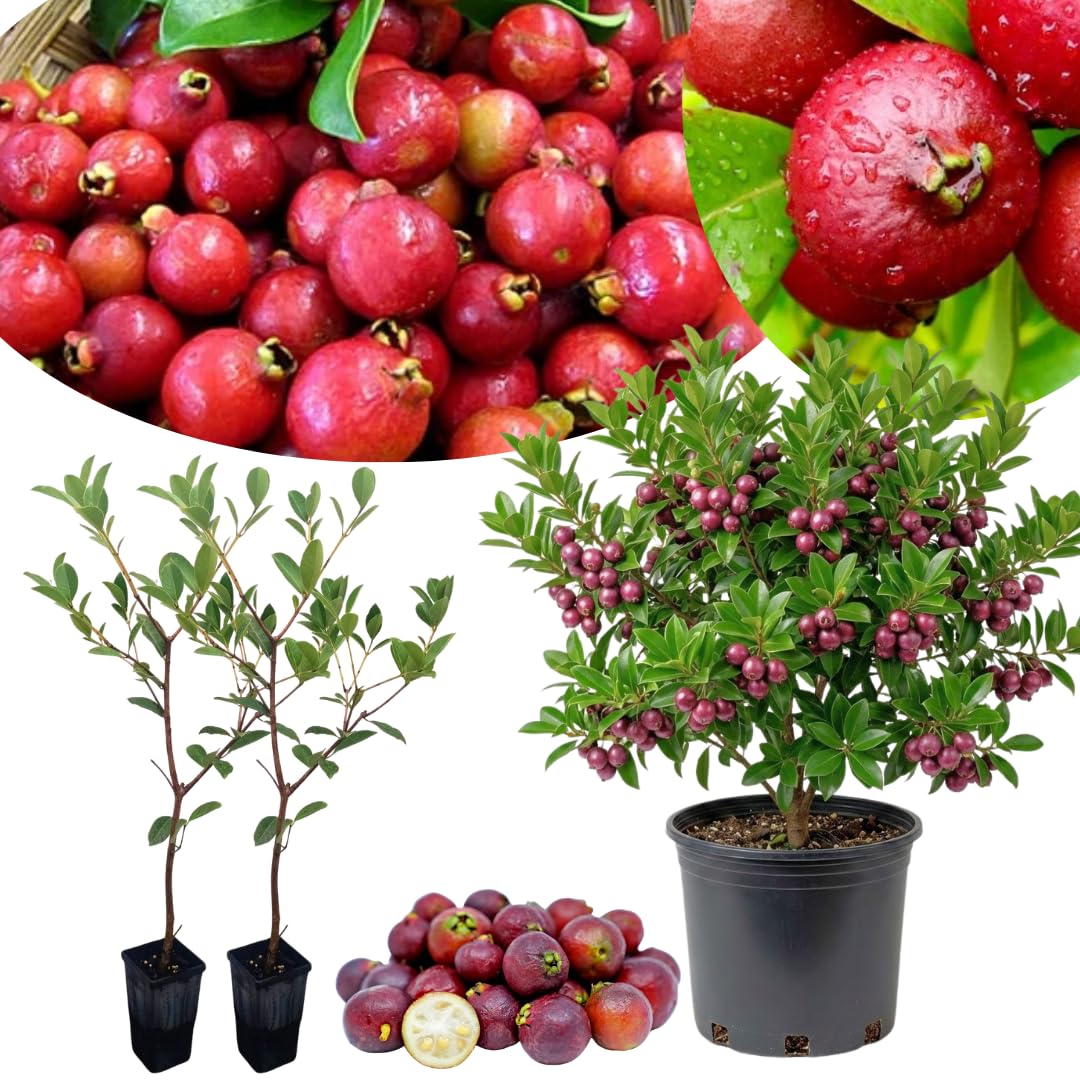 2 Strawberry Guava Trees Live Plants for Outdoor Planting, 4 to 6" Starter Plant, Fragrant and Sweet Guava