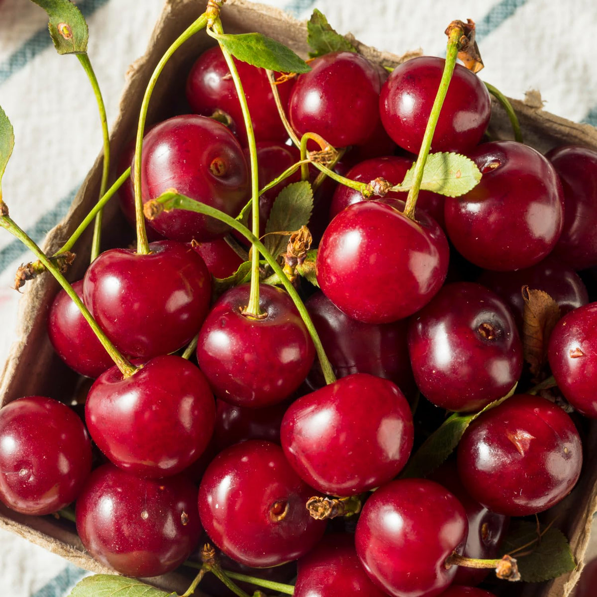 Red Cherry Tree Live Plant, 2-3 Feet Tall, Bare Root, Cold Hardy Sweet Red Cherry Fruit Tree Live Plants for Planting Outdoor Home Garden