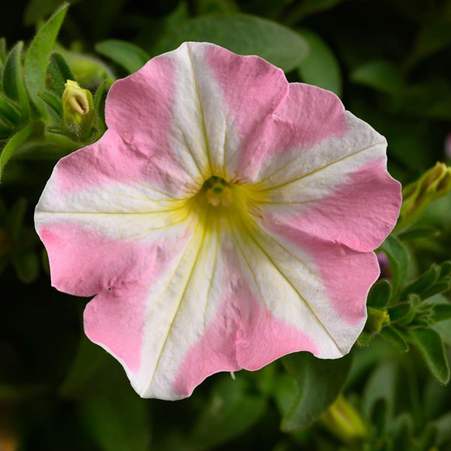 4 Petunia Live Plants, Petunia Flowers, 5-9 Inch Height, Stunning Blooms