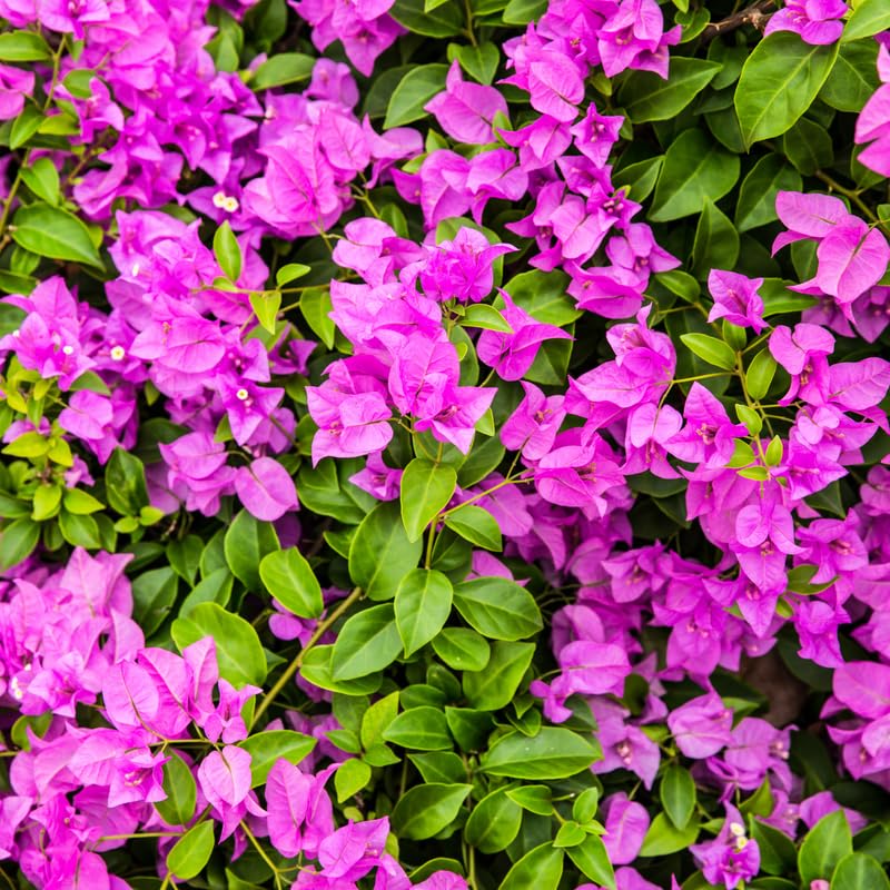 Set 2 Pink Bougainvillea Plants, 5-8" Tropical Bougainvillea Plant Starter, Colorful Perennial Blooms, Live Well Rooted Plant