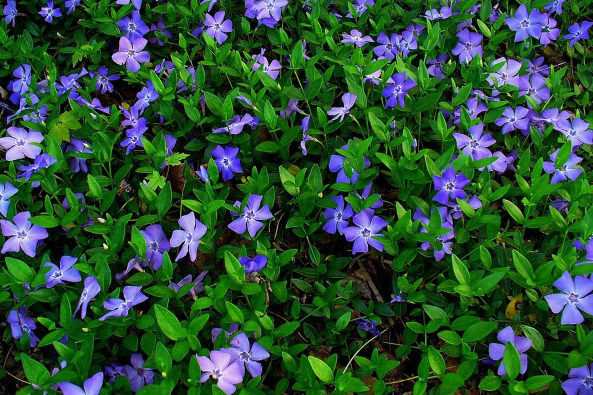 Set of 48 Periwinkle Plant Live, Vinca Plants, 7 to 9 Inc in Height, Vinca Minor Ground Cover Plants, Vinca Well Rooted, Ready to Plant