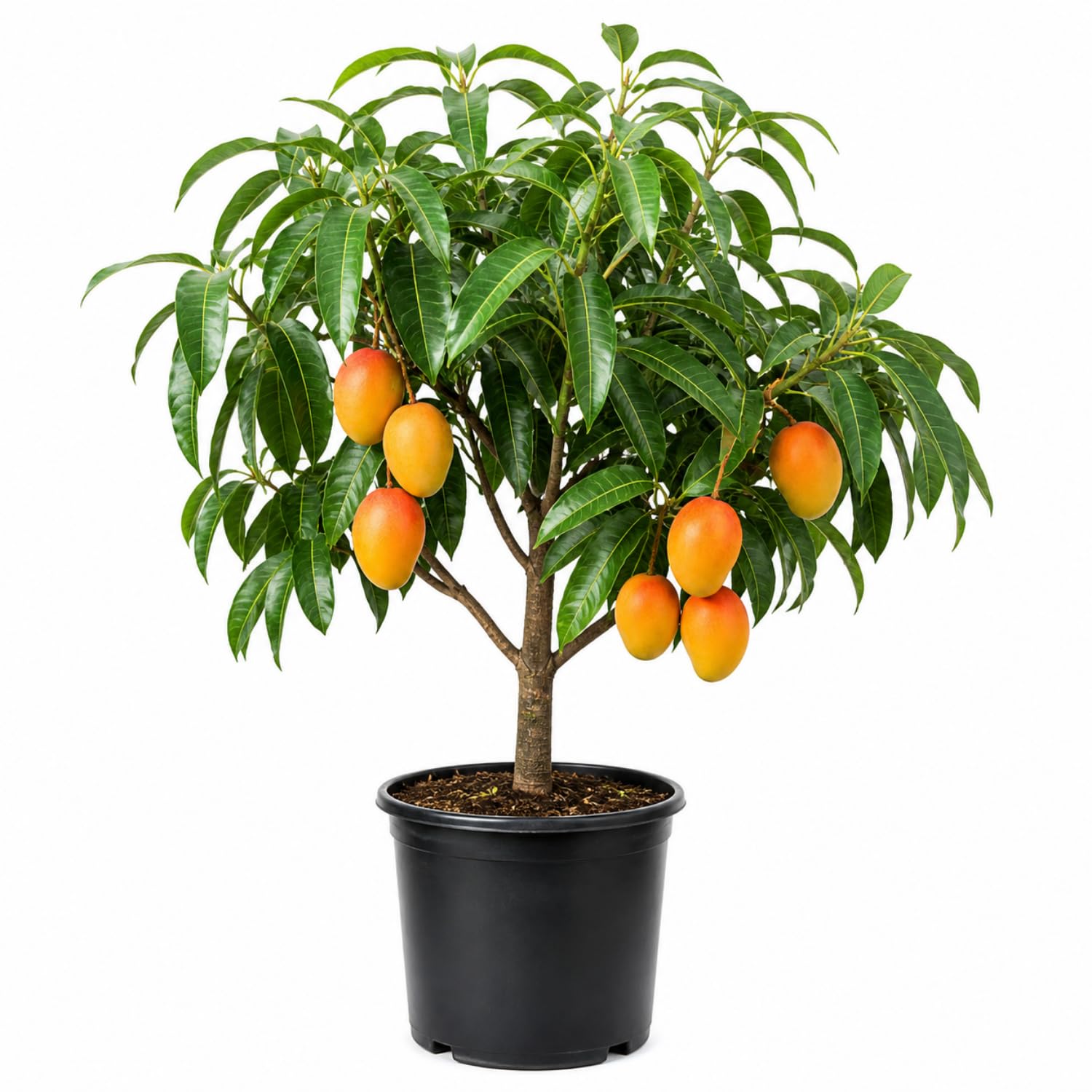 Mango Tree Live Plant 2.5-3 Ft Tall, Tropical Fruit Tree for Garden Planting, Outdoor Mango Plant in 5 Gallon Pot, No Ship to CA (Green Mango)