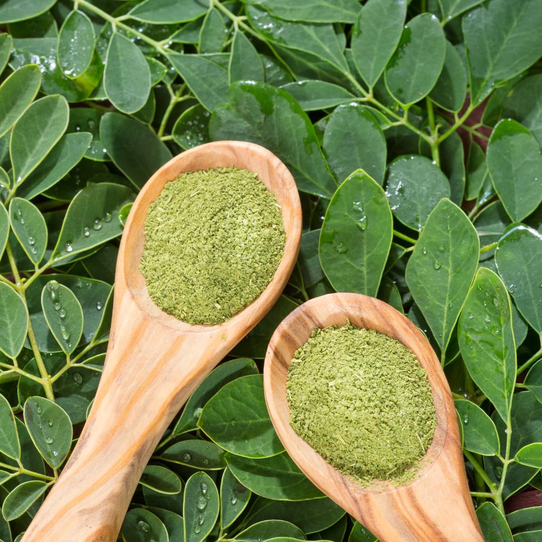 Live Moringa Tree Plant for Outdoor Growing, Moringa Oleifera Plant, Hardy Drumstick Tree Ready to Grow in 1 Gallon Pot