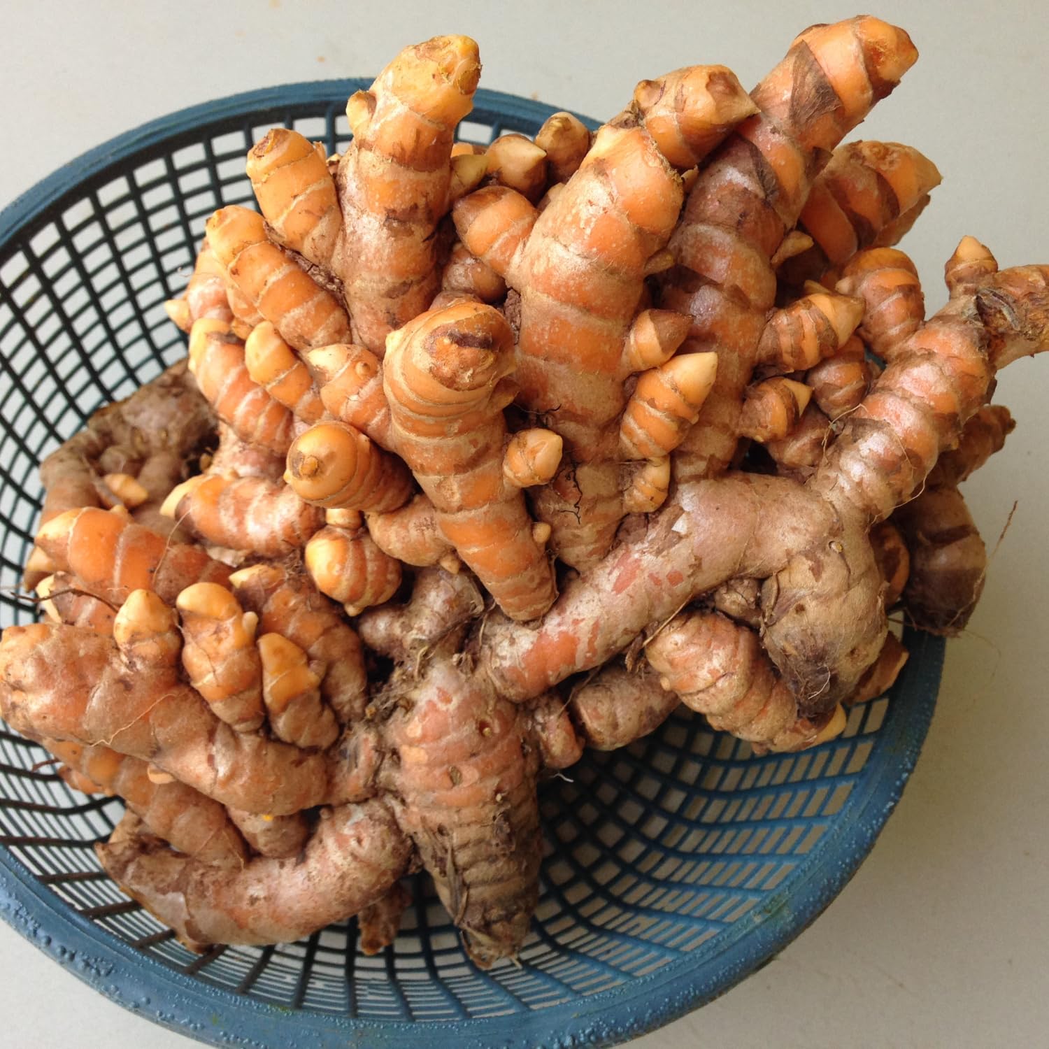 2 Yellow Turmeric Live Plants, 4-8" Tall Turmeric Plants Live for Planting Garden, Containers, Well Rooted Starter Plants