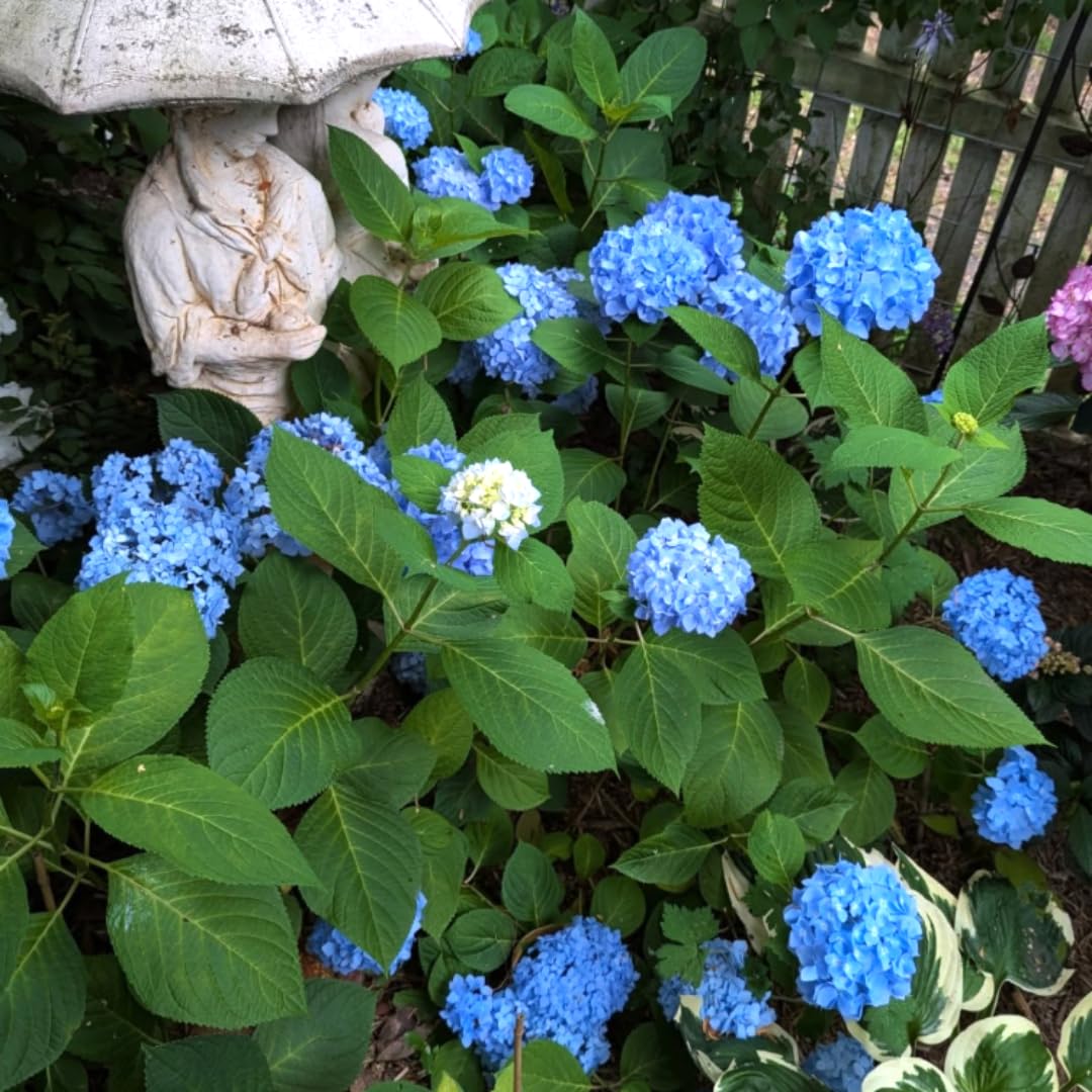 Hydrangea Plant Live, Hydrangea Tree Live Plant for Planting, 5 to 7 Inc Tall, Blue Flowers Plant