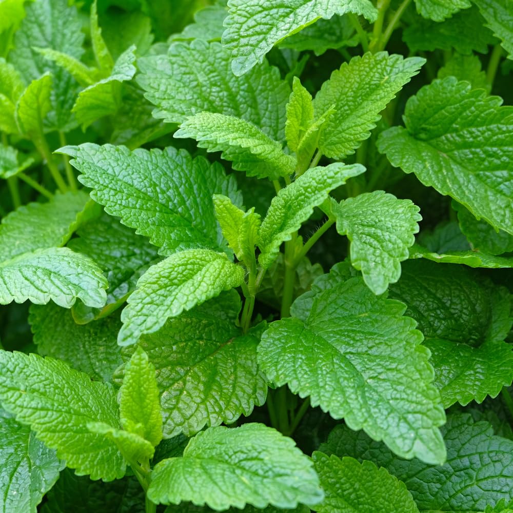 Set 3 Lemon Balm Live Plants, Mint Herb Plant Ready to Grow, 4-7 Inch Tall, Outdoor Garden Growing