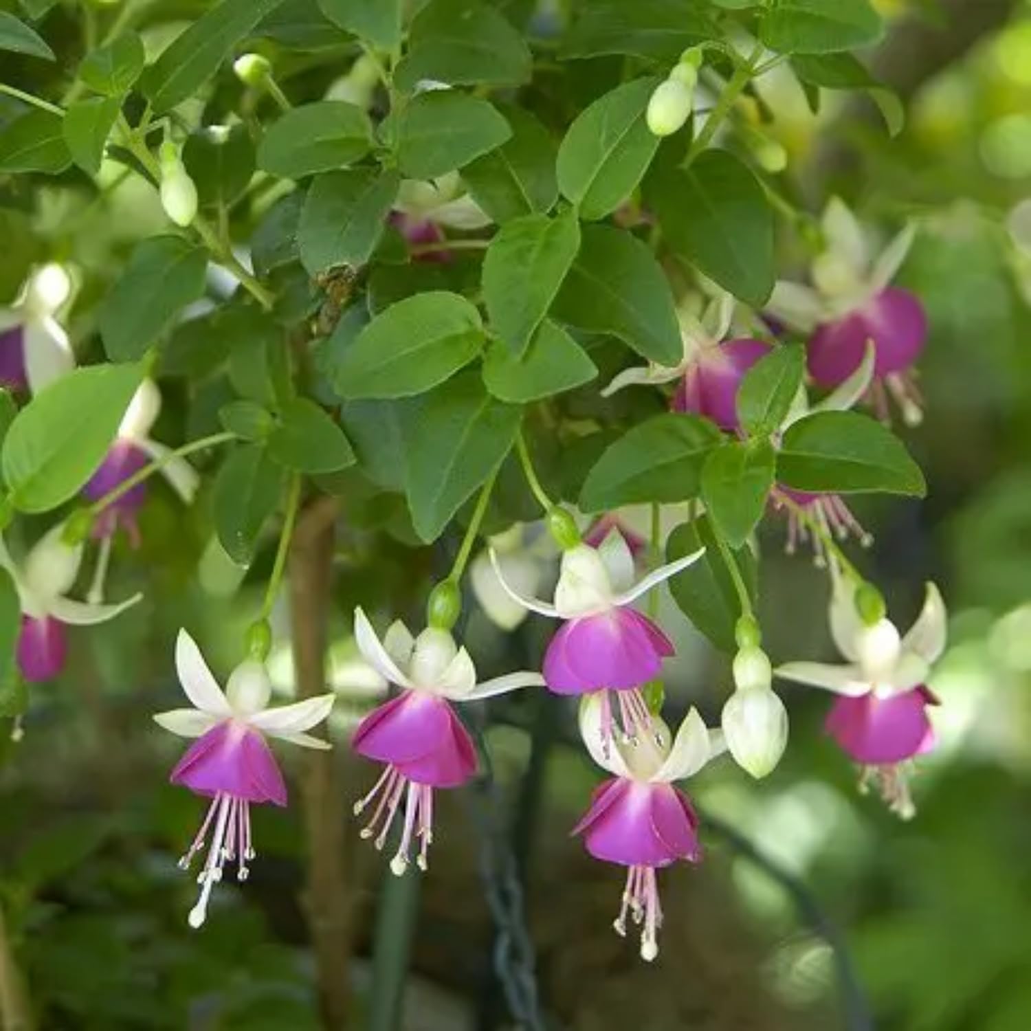 3 White Purple Fuchsia Live Plants, Fuchsia Plants Live, 4 and 8 Inc Tall, Gardening and Outdoor Patio