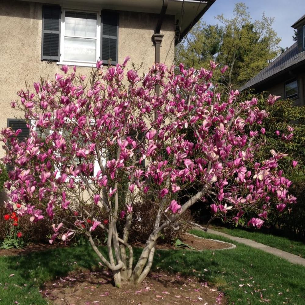 Ann Magnolia Tree, 6-12 Inch Magnolia Trees Live Plants for Planting Outdoor, 2.5 Inch Pot Fragrant Pink Flowers Plant, Dormant in Winter