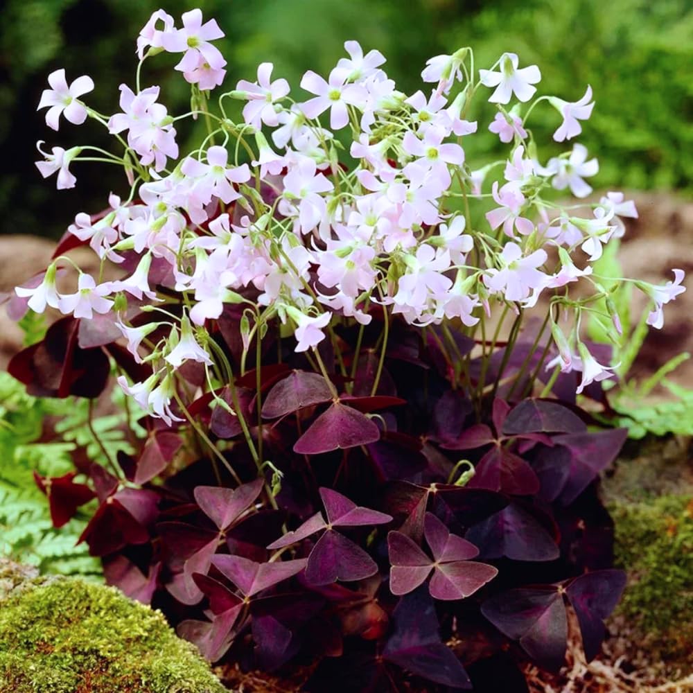 Oxalis Triangularis Live Plant, Purple Shamrock Plant Live, Oxalis Plant Live 4-9 Inch Tall, Oxalis Triangularis Purple