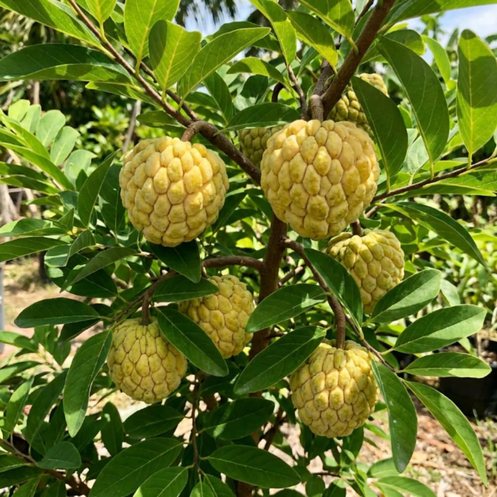 Apple Plant Live, Sweet Tropical Fruit, Sugar Apple Fruit Tree 2-3 Feet Tall in 3 Gallon Pot, Outdoor Planting, No Ship to CA (Yellow Sugar Apple)