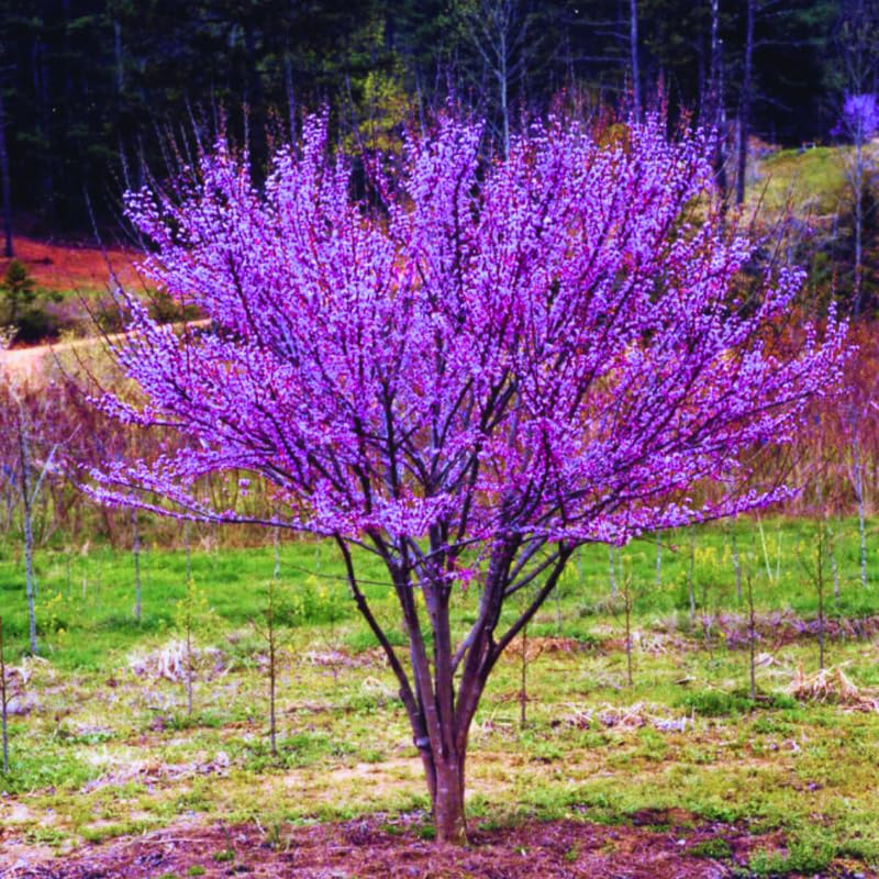 Redbud Tree Live Plant for Spring Planting, 6-15" in Tall, American Red Bud Tree Live Plant, 1 Year Old Well-Rooted