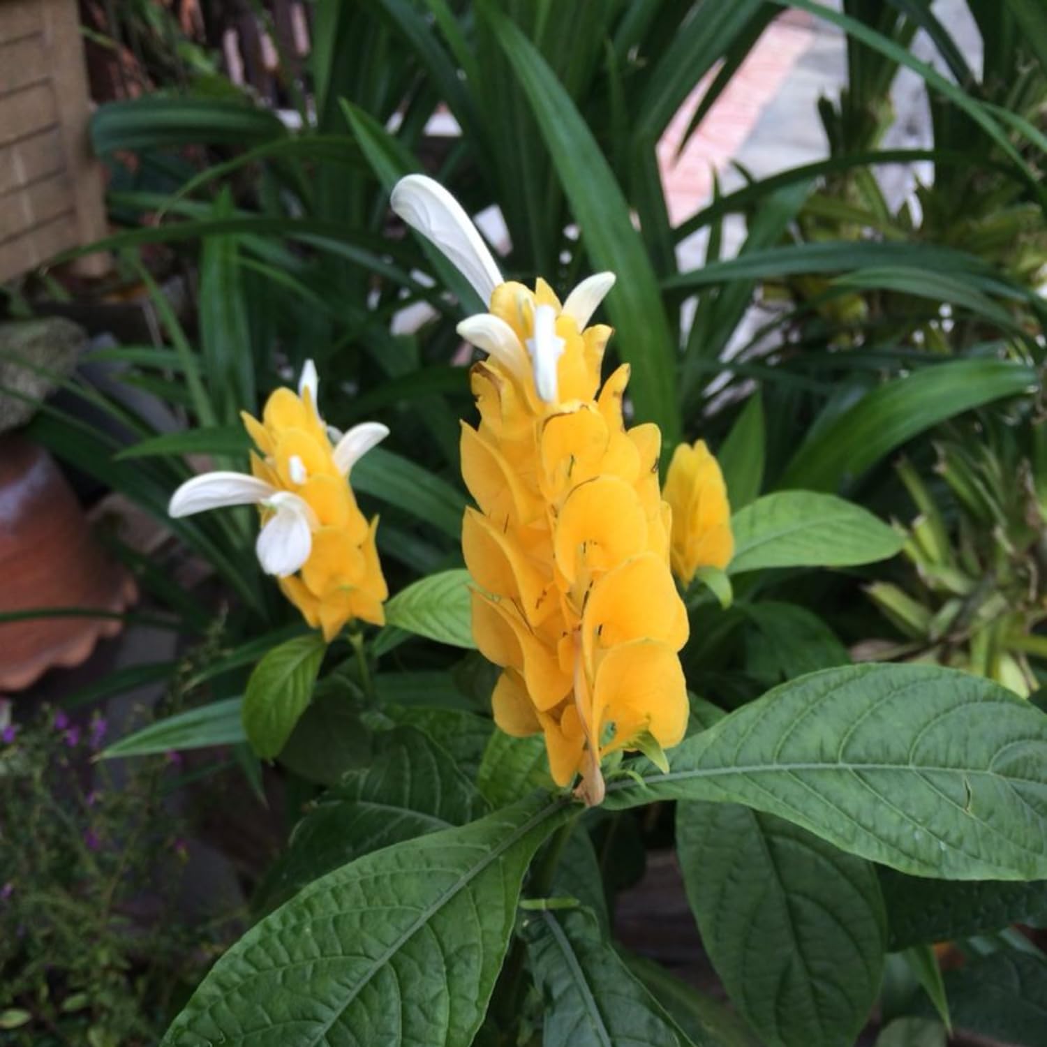 2 Yellow Shrimp Live Plants, 4-8'' Tall Live Yellow Shrimp Plant, Vibrant Flower Starter Plant for Garden or Containers, Perennial Well Rooted Plants to Grow