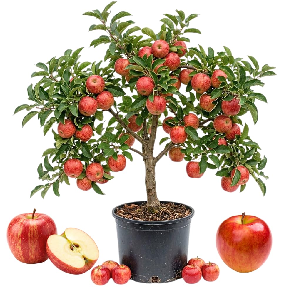 Apple Tree Live Plant, 3 Gallon Pot from 2 to 3 Feet Tall, Apple Trees Live Plants, Fruit Tree for Outdoor Gardening, No Ship to CA (Red)