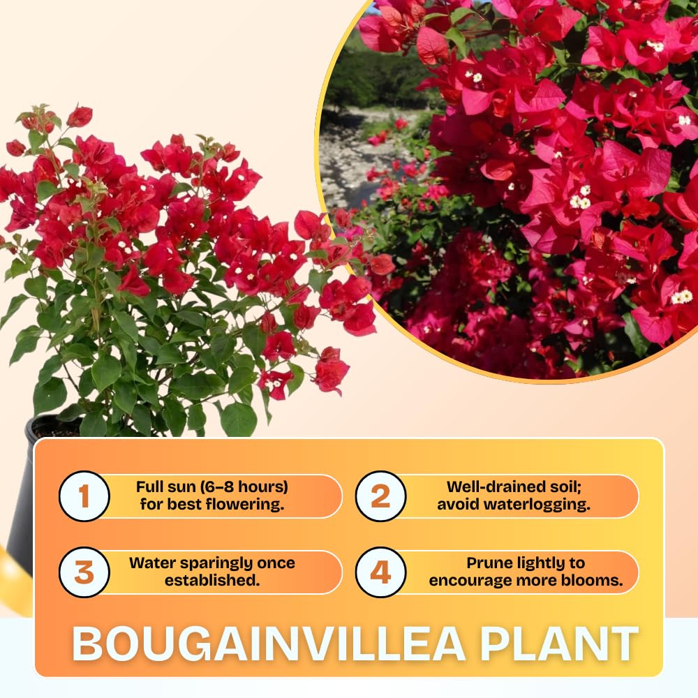 Set of 2 Bougainvillea Plants, Tropical Flowering Bougainvillea, Colorful Perennial Blooms, 5-8 Inches Tall for Indoor or Outdoor Planting (Magenta Red Bougainvillea)
